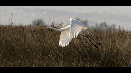 Great Egret
