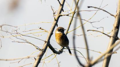 Whinchat