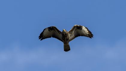 Common Buzzard