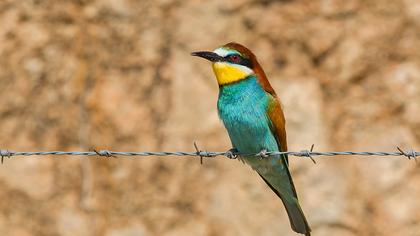 European Bee-eater