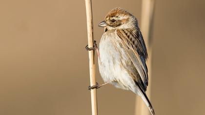 Common Reed Bunting