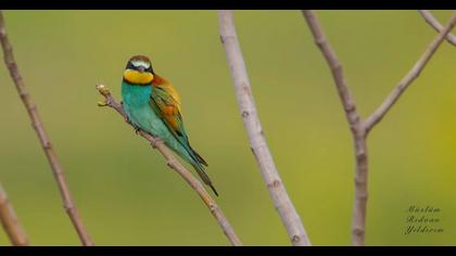 European Bee-eater