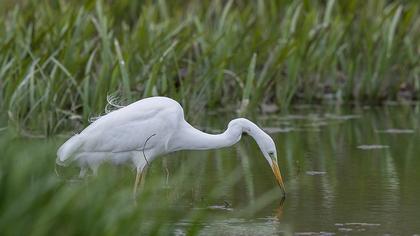 Great Egret