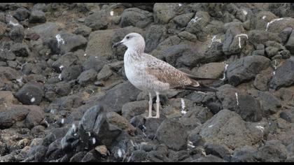 Caspian Gull