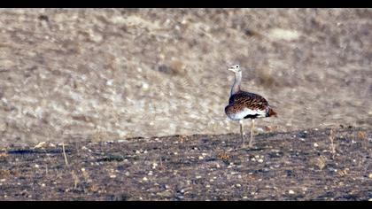 Great Bustard
