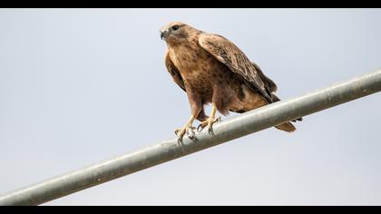 Long-legged Buzzard