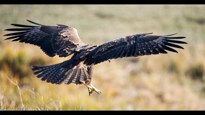 Common Buzzard