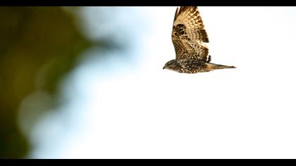Common Buzzard