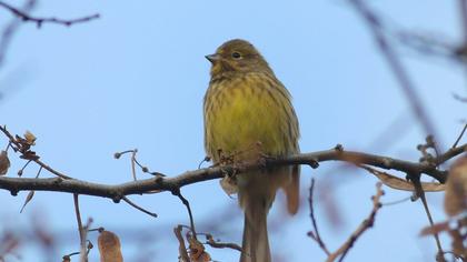 Yellowhammer