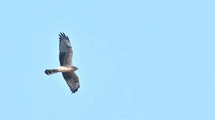 Pallid Harrier