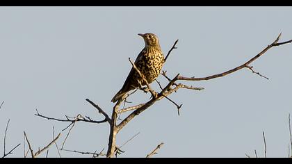 Mistle Thrush