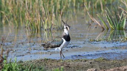 Northern Lapwing