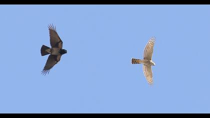 Eurasian Sparrowhawk