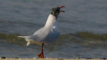 Mediterranean Gull