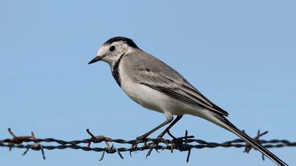 White Wagtail