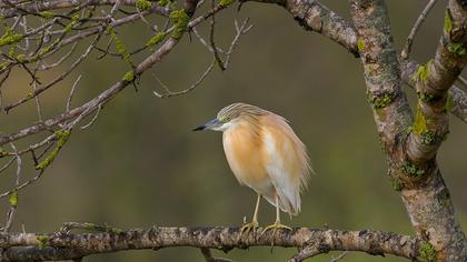 Squacco Heron
