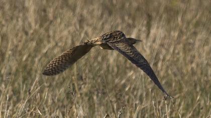 Eurasian Bittern