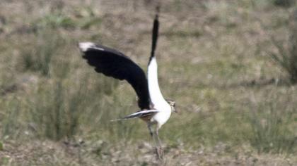 Northern Lapwing
