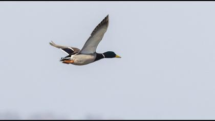 Mallard