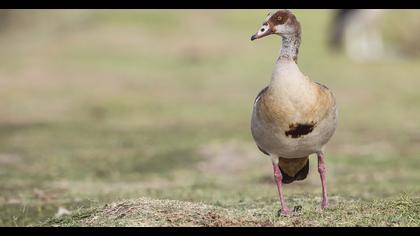 Egyptian Goose