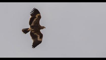 Steppe Eagle