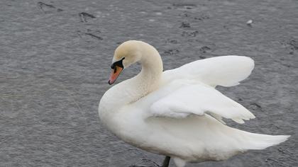 Mute Swan