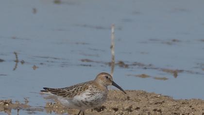 Dunlin