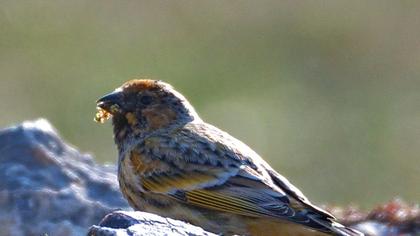 Red-fronted Serin