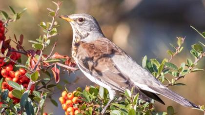 Fieldfare