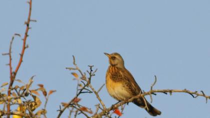 Fieldfare