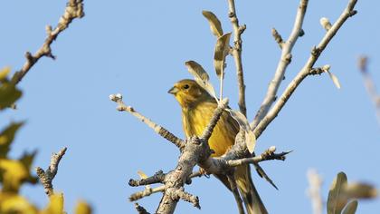 Yellowhammer