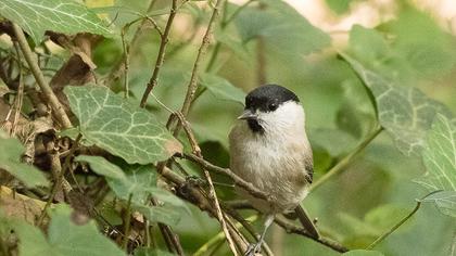 Marsh Tit
