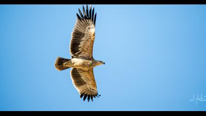 Eastern Imperial Eagle