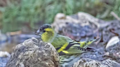 Eurasian Siskin