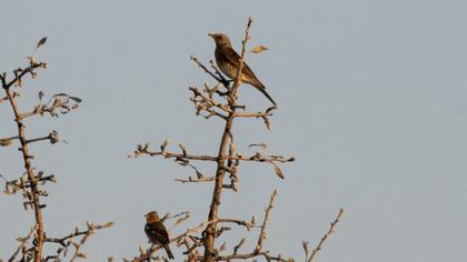 Fieldfare