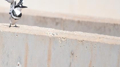 Pied Kingfisher
