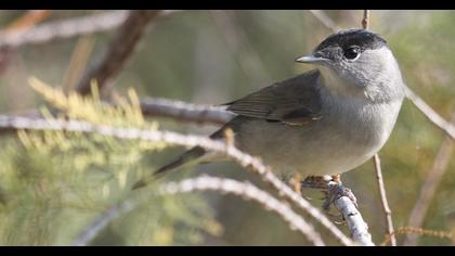 Eurasian Blackcap