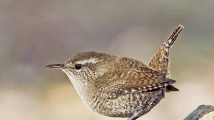 Eurasian Wren