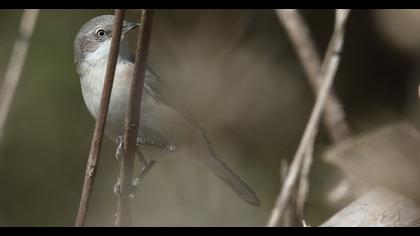 Lesser Whitethroat