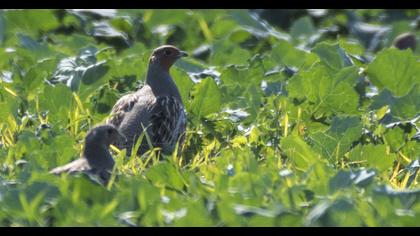 Grey Partridge