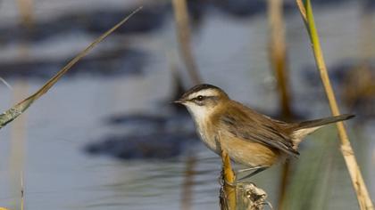 Moustached Warbler