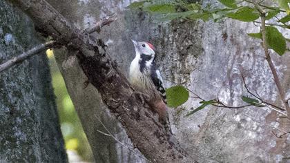 Middle Spotted Woodpecker