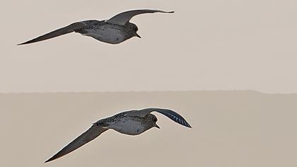 European Golden Plover