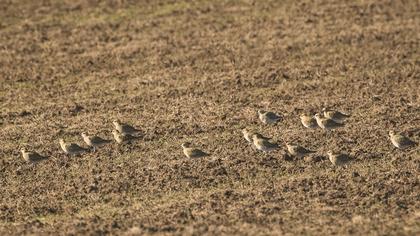 European Golden Plover
