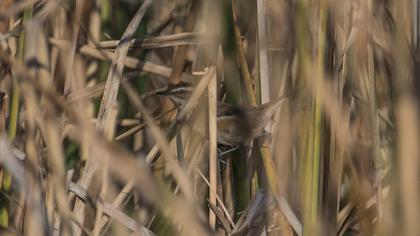 Moustached Warbler