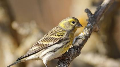 European Serin