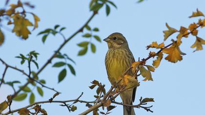 Yellowhammer