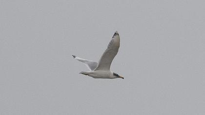 Pallas`s Gull