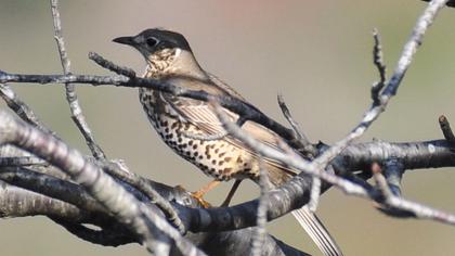 Mistle Thrush