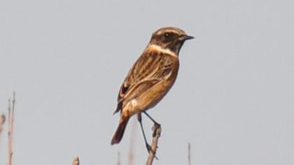 European Stonechat